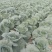 墨玉50甘兰通货1~2公斤，现已大量上市，可视频看货
