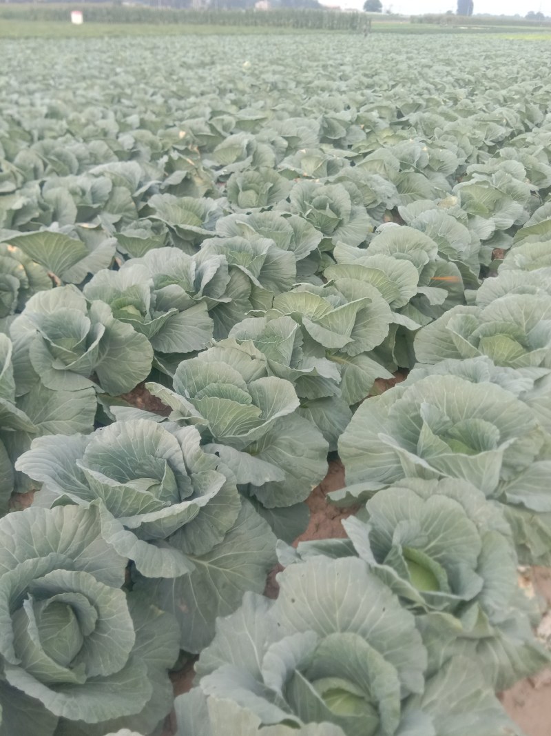 墨玉50甘兰通货1~2公斤，现已大量上市，可视频看货