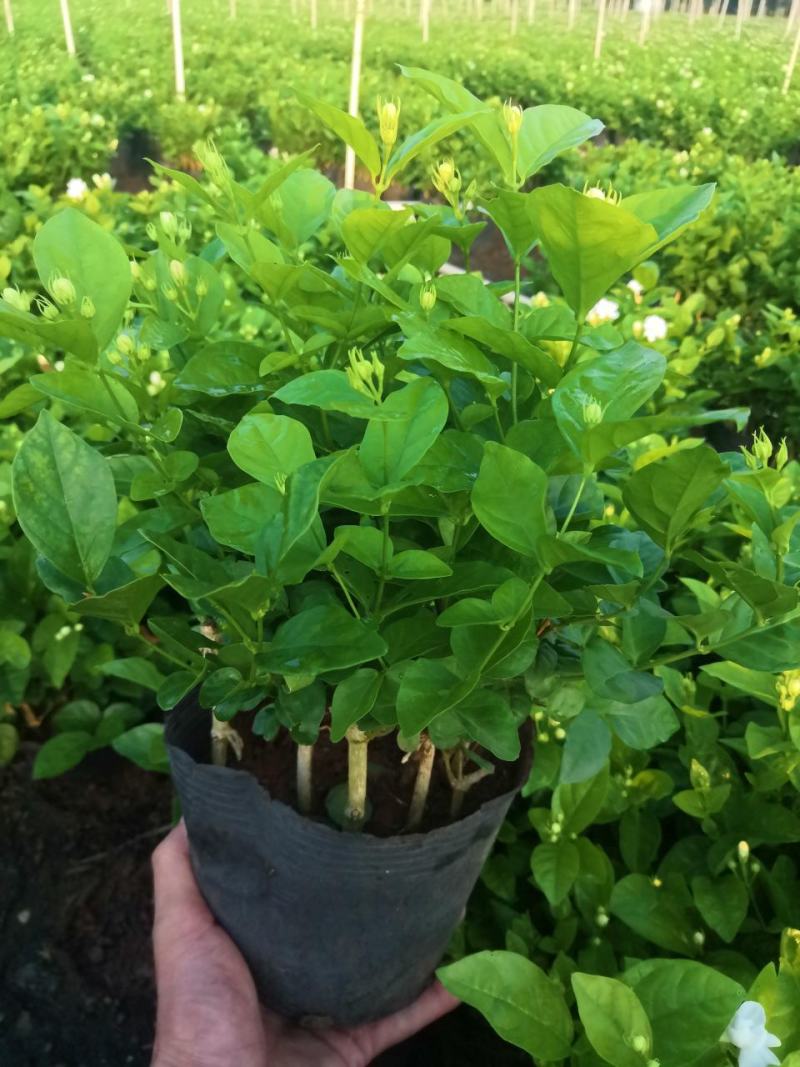 茉莉花苗，窝苗，袋苗，棵苗各种规格整车批发