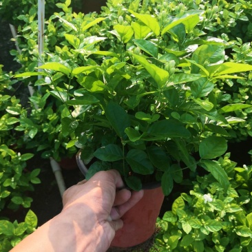 茉莉花苗，窝苗，袋苗，棵苗各种规格整车批发