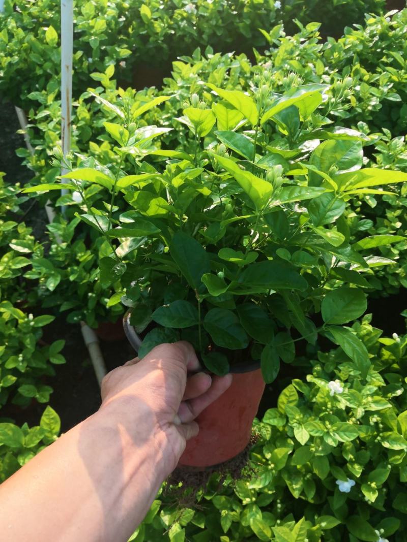 茉莉花苗，窝苗，袋苗，棵苗各种规格整车批发