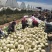 甜瓜玉菇瓜白玉香5000亩全部精品货质量好