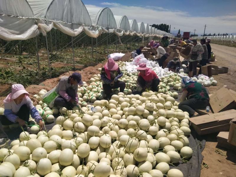 甜瓜玉菇瓜白玉香5000亩全部精品货质量好
