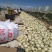 甜瓜玉菇瓜白玉香5000亩全部精品货质量好