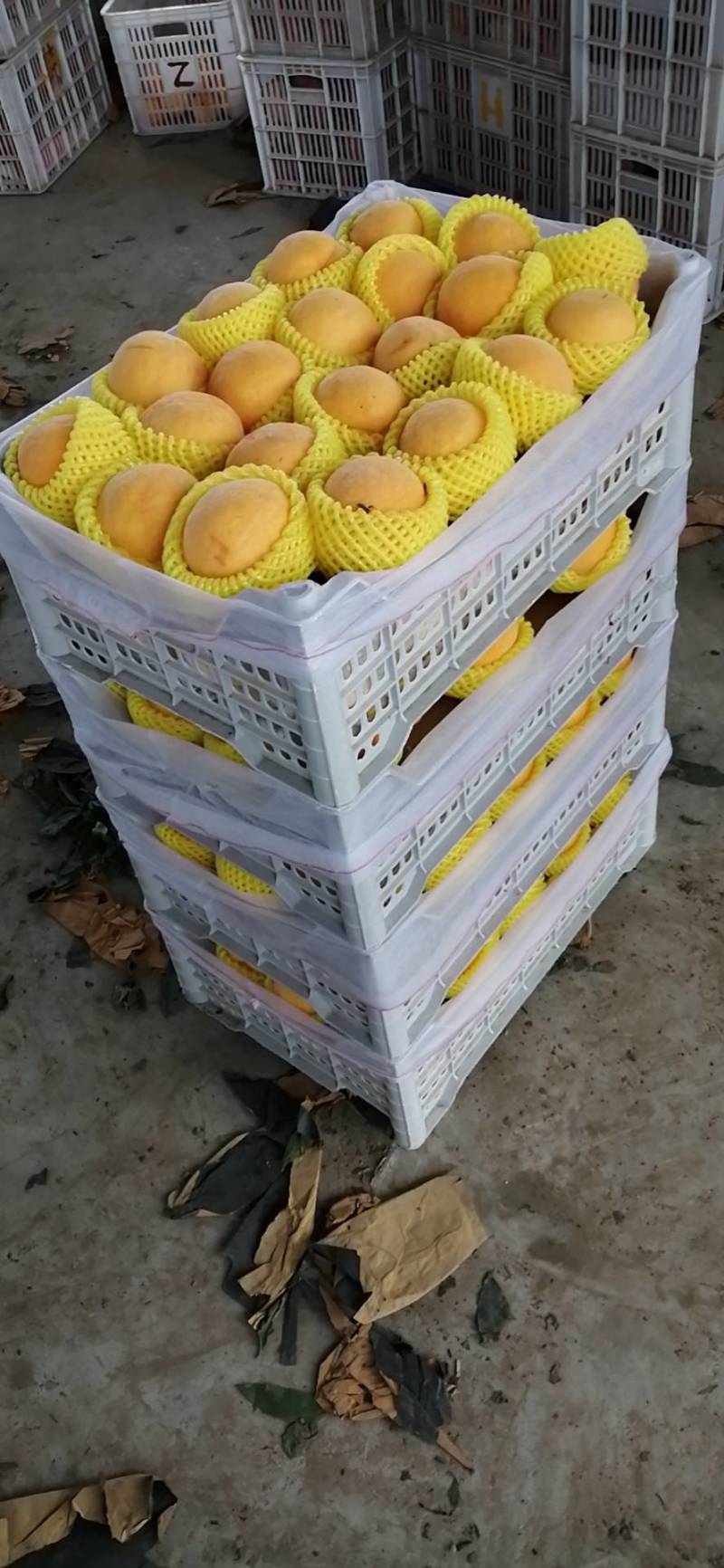 黄桃基地，主营，黄金密品种，锦绣黄桃，锦园黄桃