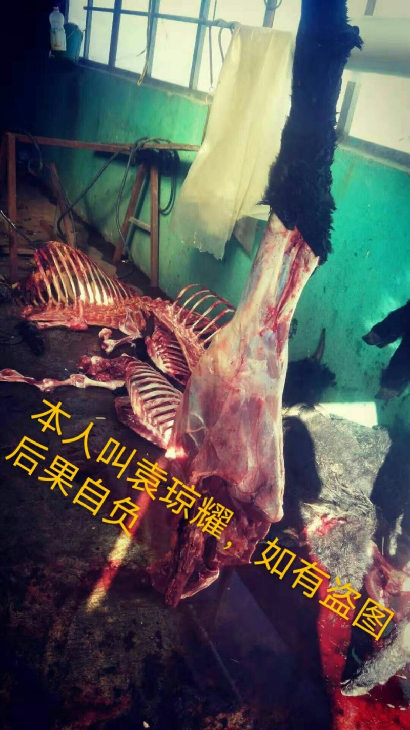 正宗牦牛头、牛蹄鲜肉冻肉。欢迎老板来电咨询。