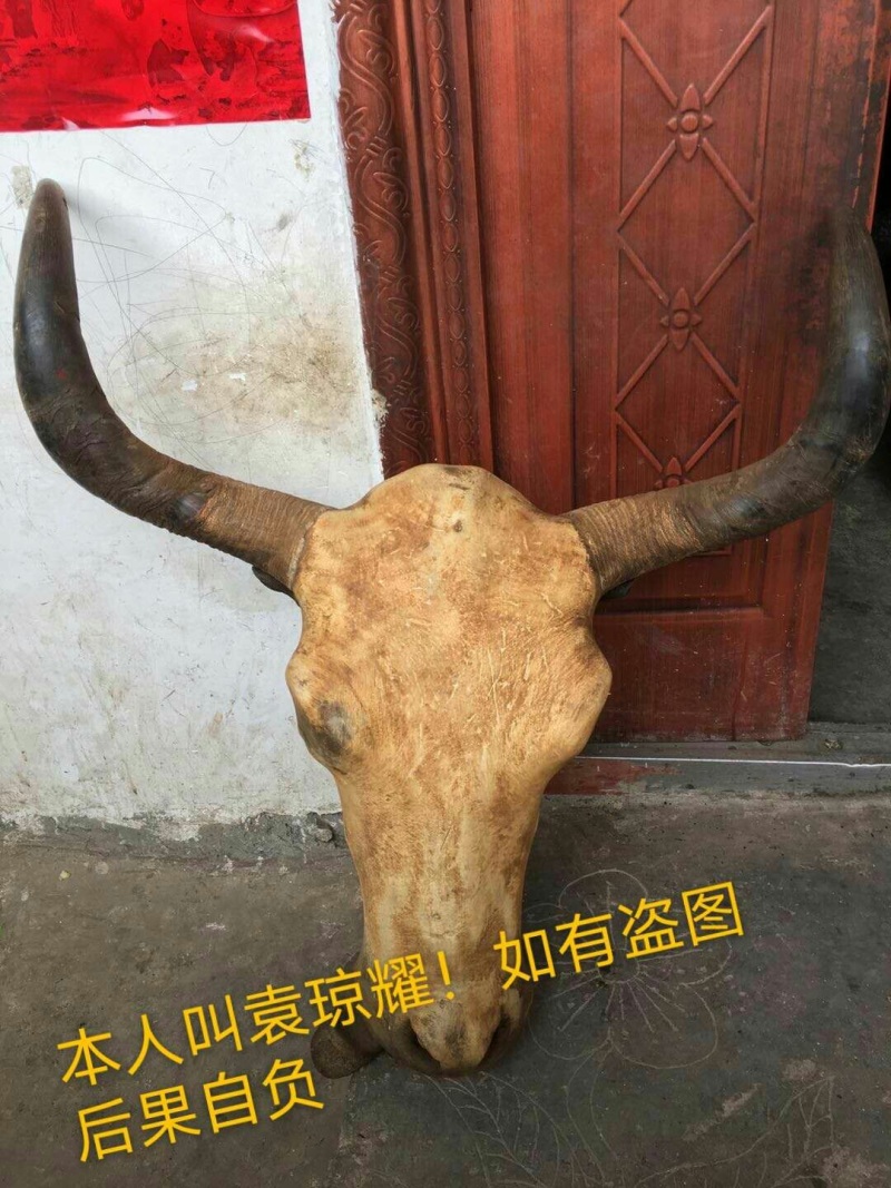 正宗牦牛头、牛蹄鲜肉冻肉。欢迎老板来电咨询。