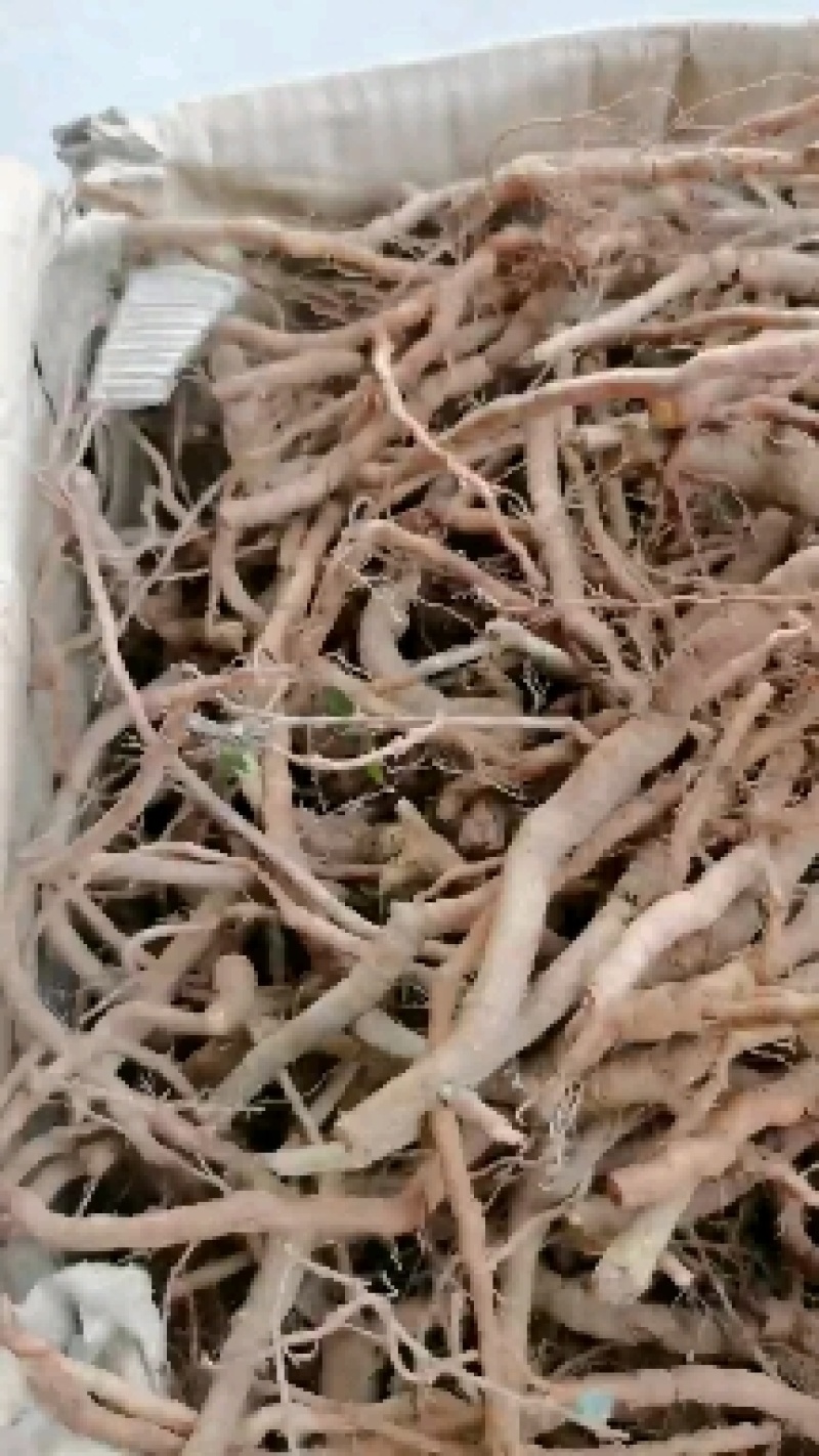 虎刺，绣花针鲜货，很漂亮，农户天天上山搞得