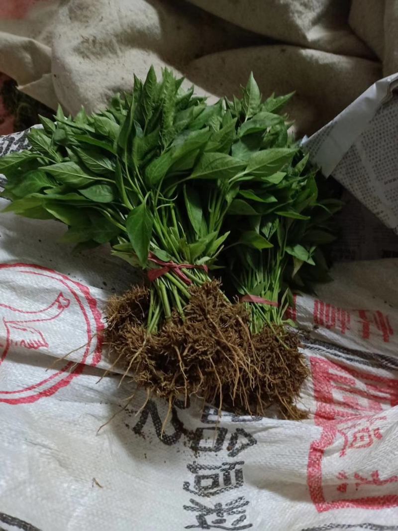 朝天椒三樱簇生，新一代麦茬种植6月10号大量有苗