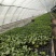 朝天椒三樱簇生，新一代麦茬种植6月10号大量有苗