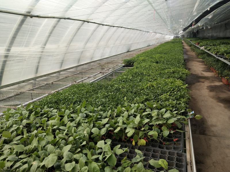 朝天椒三樱簇生，新一代麦茬种植6月10号大量有苗