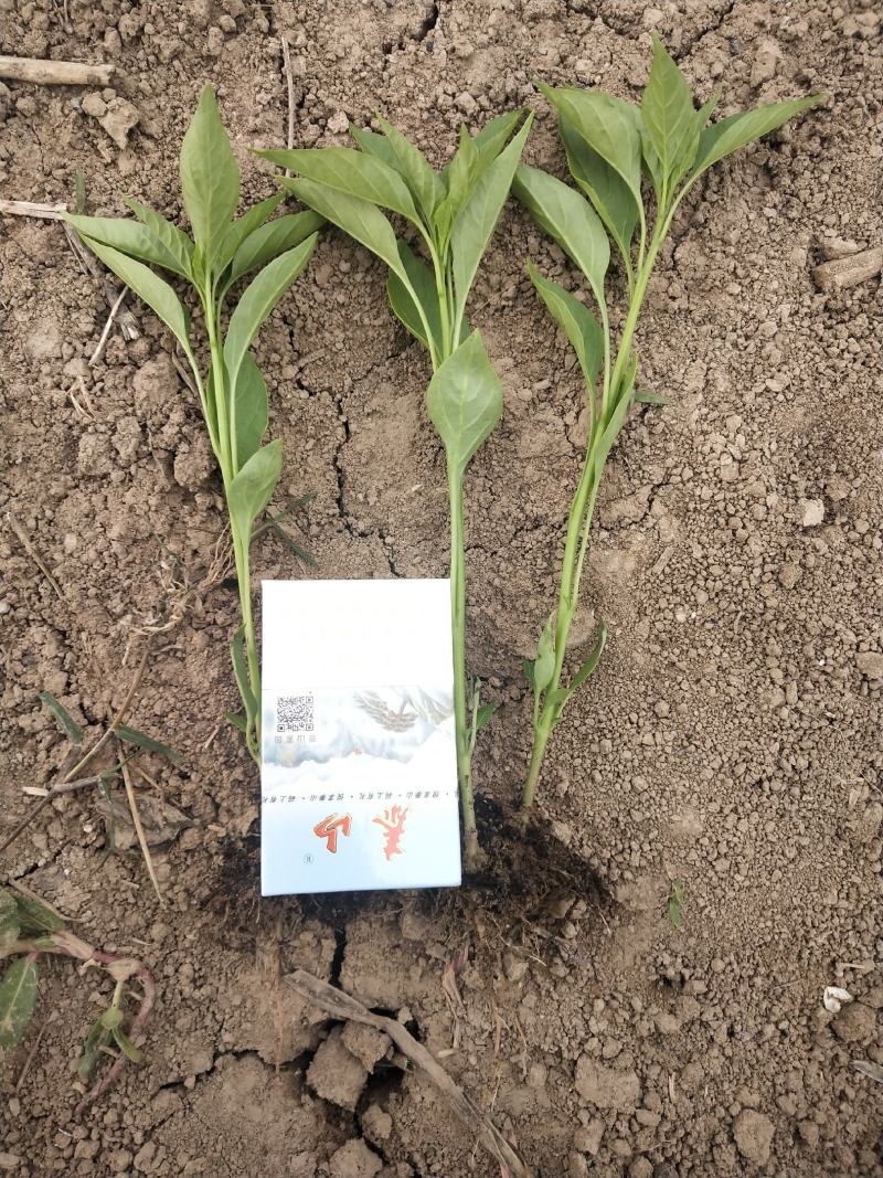 朝天椒三樱簇生，新一代麦茬种植6月10号大量有苗