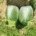 湖北白菜玲珑黄大量供应质量保证可发全国信誉第一