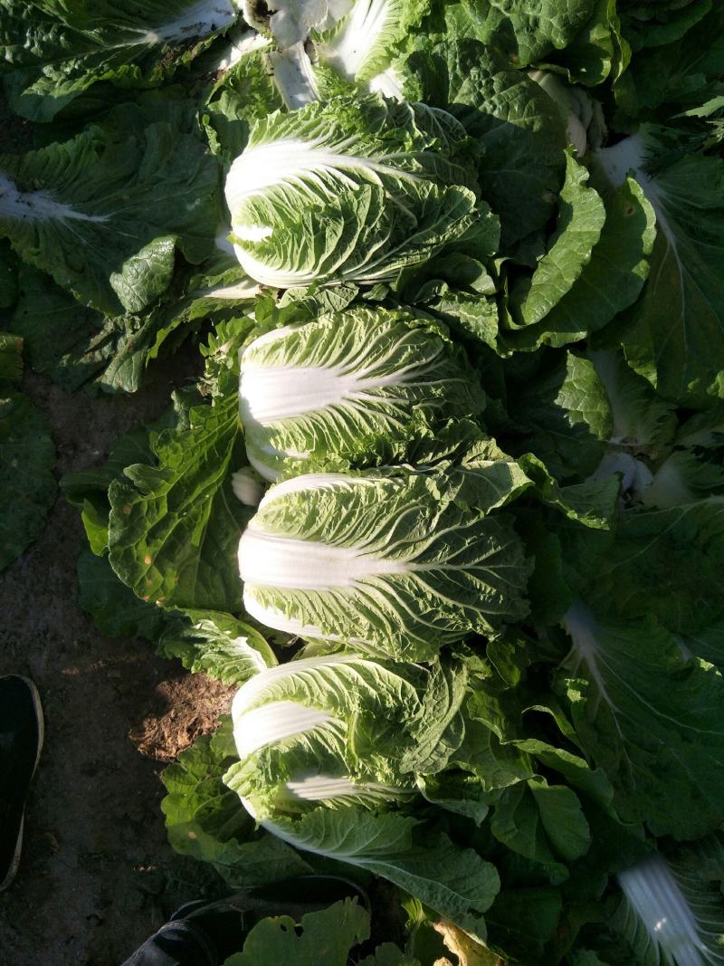 湖北白菜玲珑黄大量供应质量保证可发全国信誉第一