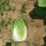湖北白菜玲珑黄大量供应质量保证可发全国信誉第一