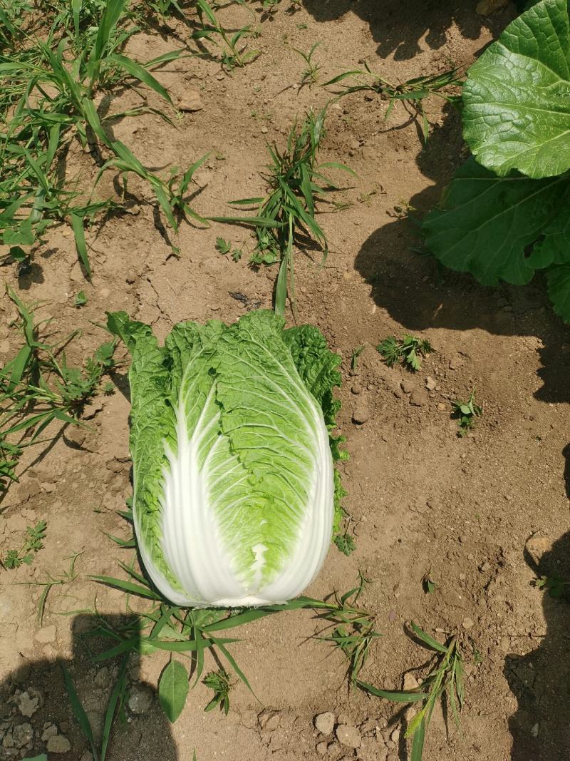 湖北白菜玲珑黄大量供应质量保证可发全国信誉第一