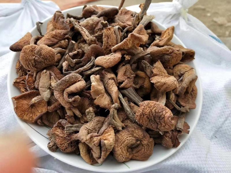 东北榛蘑干货500g小鸡炖蘑菇大自然特产无根新货天天特价