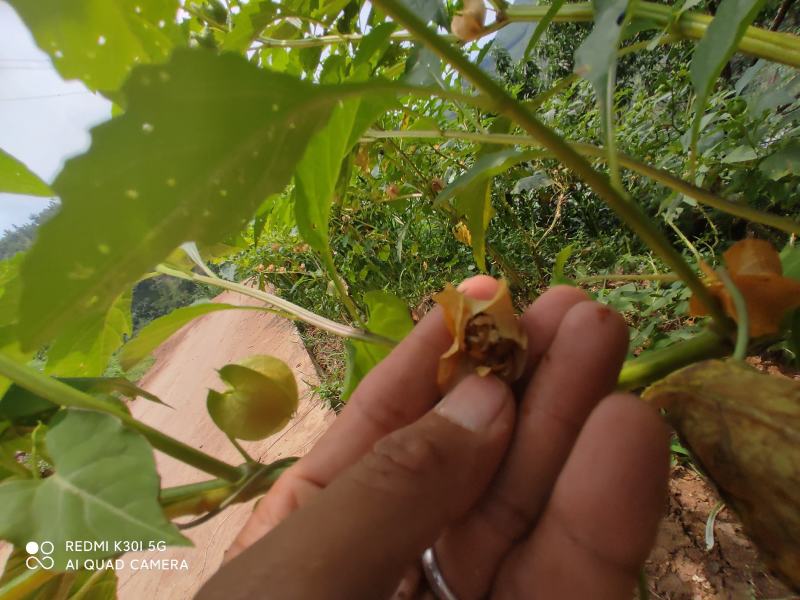贵州特产假酸浆种子冰粉籽木瓜籽石花籽面膜肥皂原料产地批发