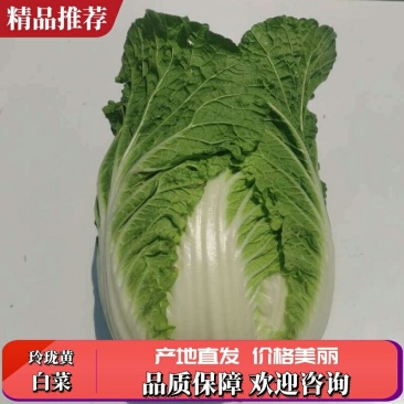 湖北白菜玲珑黄大量供应质量保证可发全国信誉第一