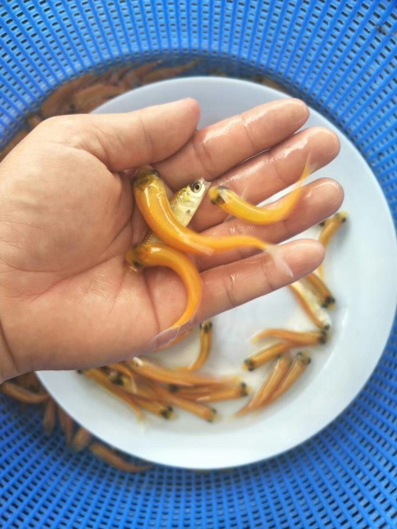 红草鱼苗，大量批发，欢迎订购。。。。。。