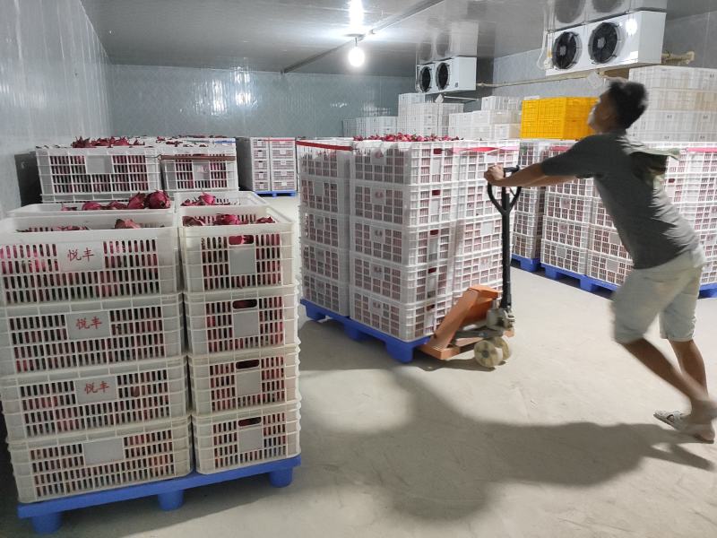 海南乐东大红火龙果红皮红肉基地直供