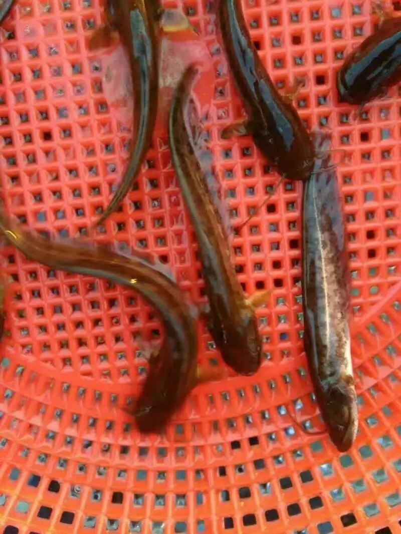 大口鲶苗，大量供应，欢迎订购。。。。。。