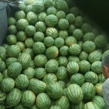 卓龙高品质西瓜，活秧现摘，瓤红，甜度高