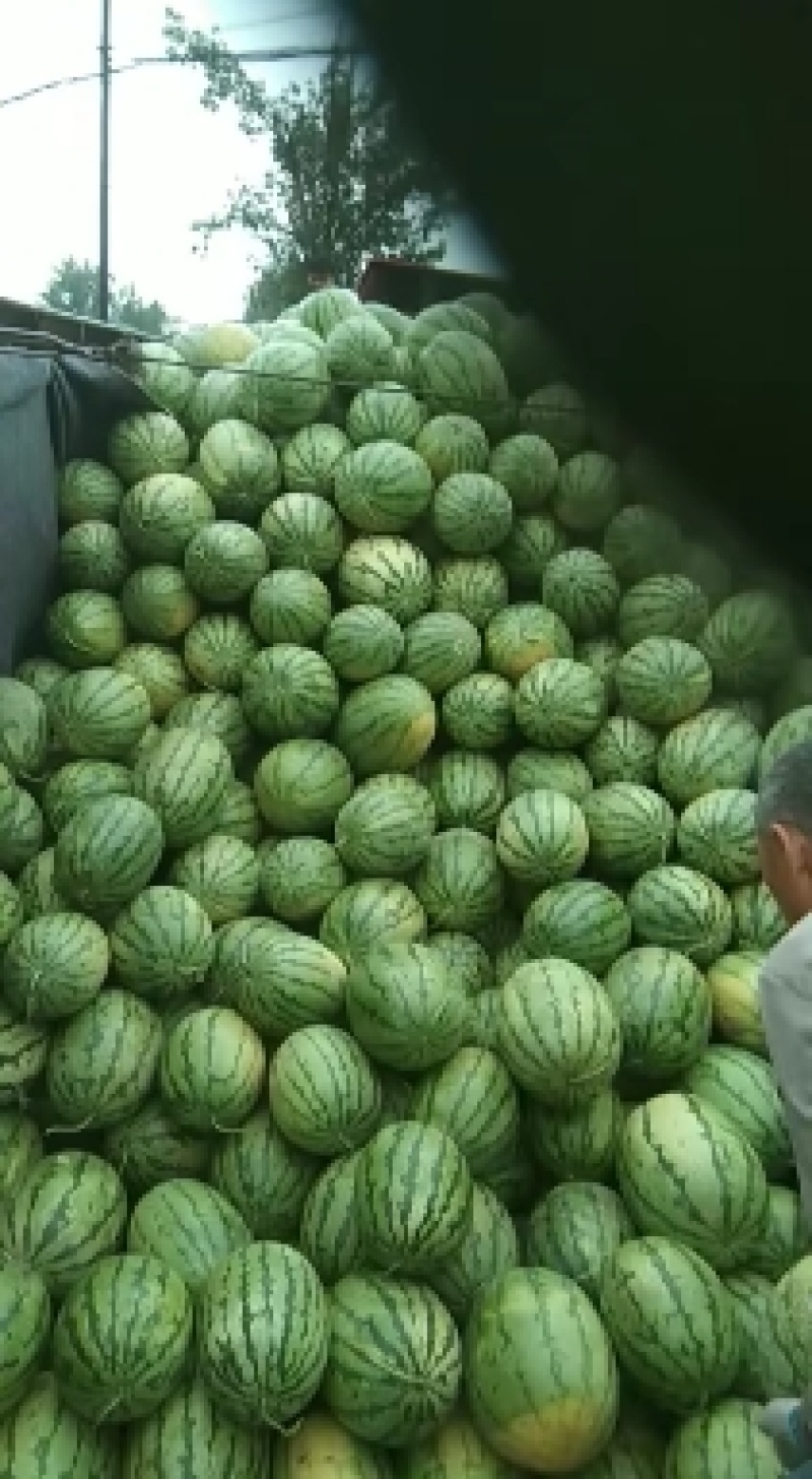 卓龙高品质西瓜，活秧现摘，瓤红，甜度高