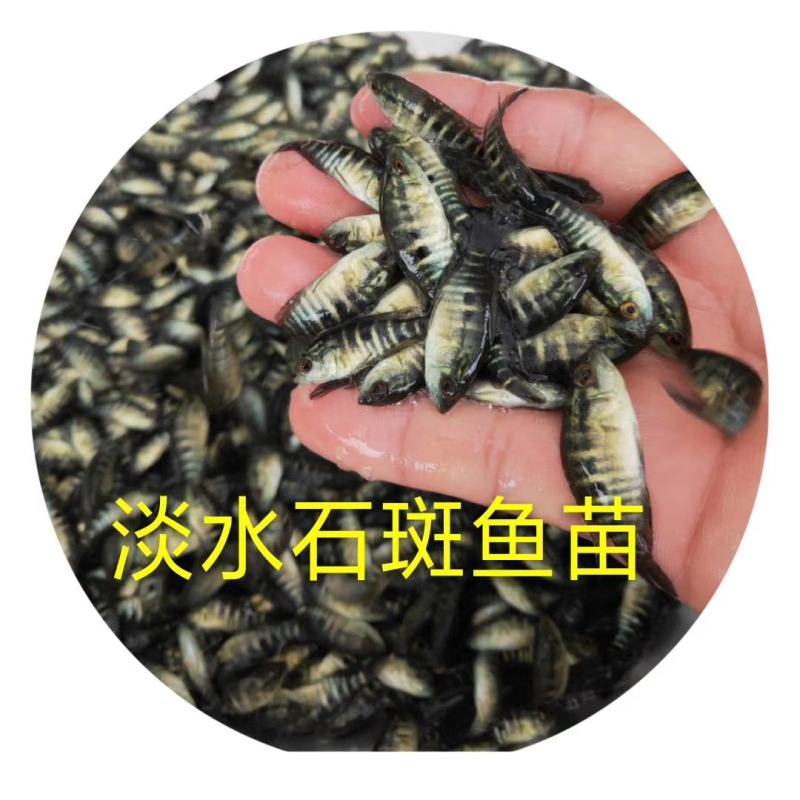 石斑鱼苗，大量供应，欢迎订购。。。。。。