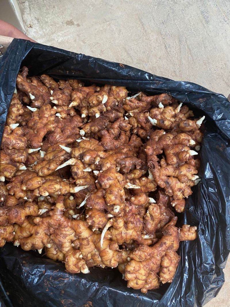 大黄姜，质量保证。要的联系