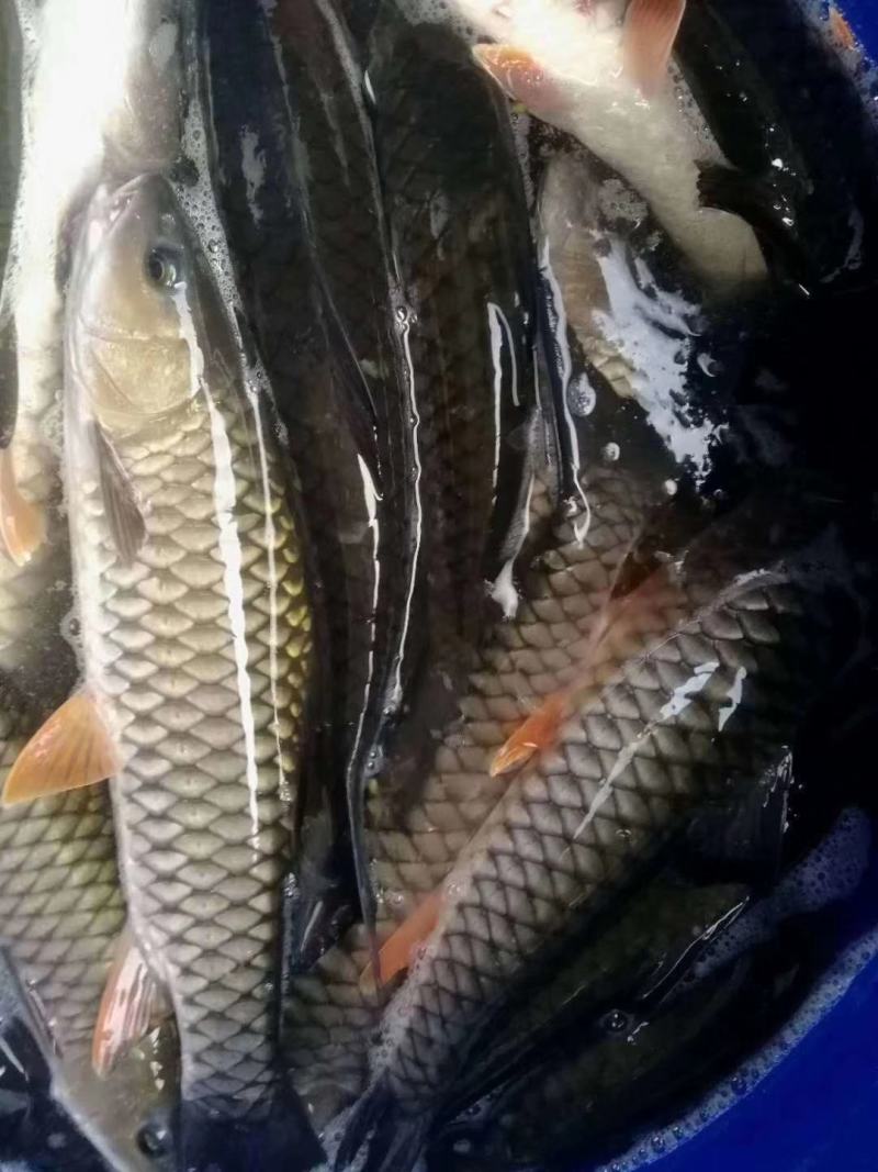 草鱼苗红草鱼，大量批发，欢迎订购。。。。。。