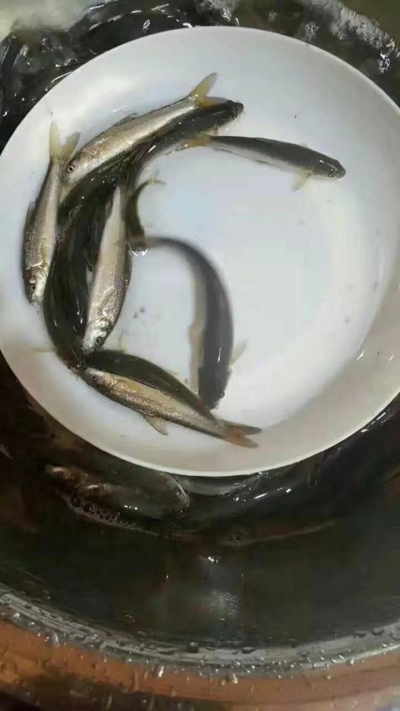草鱼苗红草鱼，大量批发，欢迎订购。。。。。。