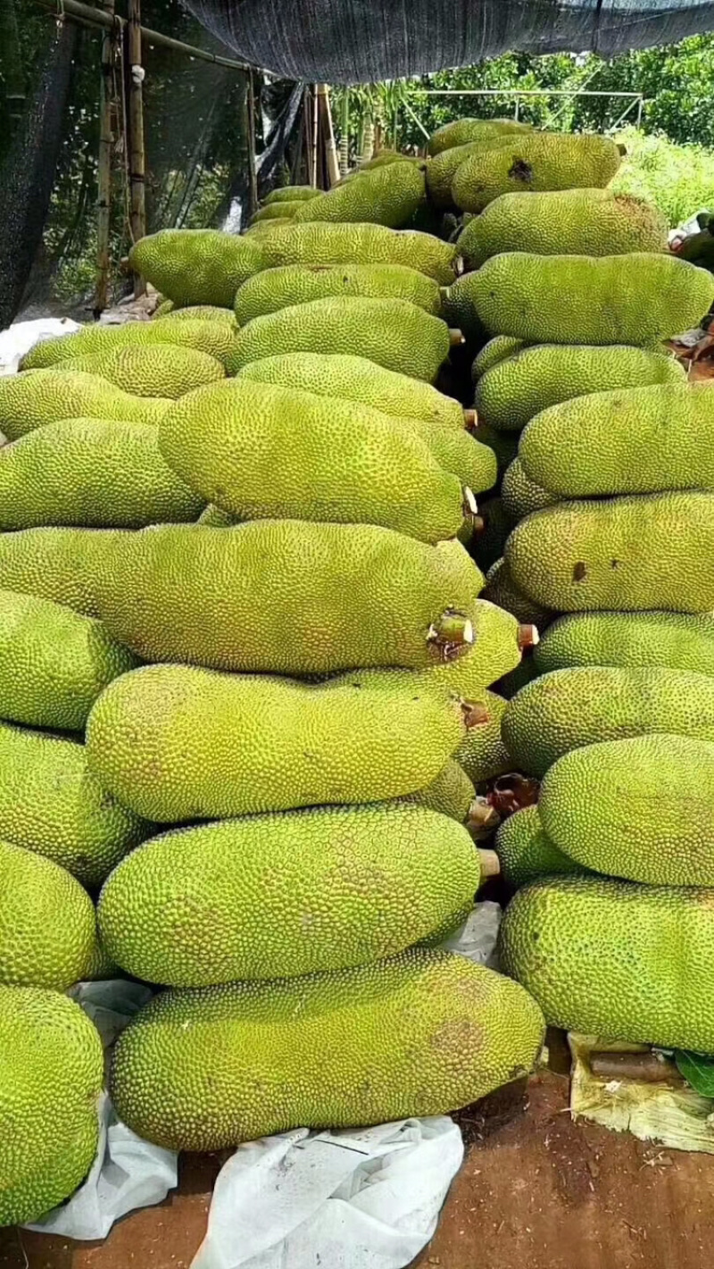 热带水果海南保亭黄肉菠萝蜜