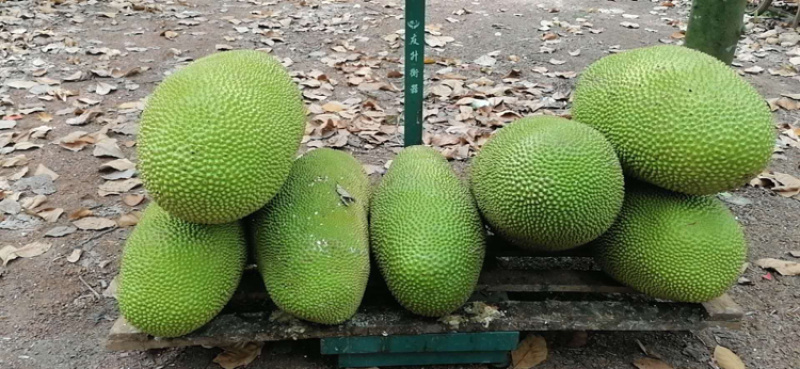 热带水果海南保亭黄肉菠萝蜜
