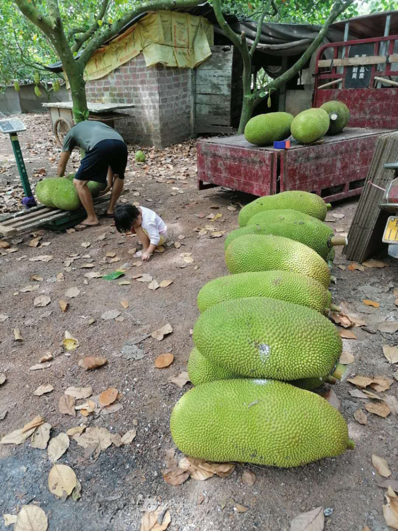 热带水果海南保亭黄肉菠萝蜜