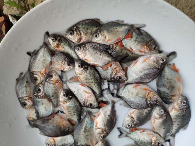 鲳鱼鱼苗，大量批发，欢迎订购。。。。。。