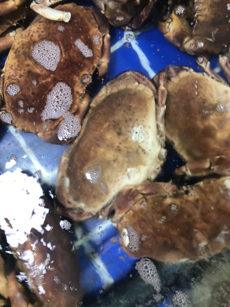 鲜活面包蟹、珍宝蟹，大螃蟹，肉蟹，鲜美可口