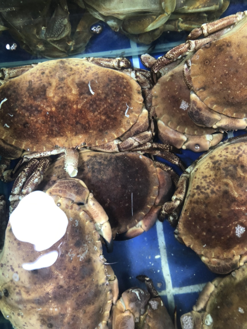 鲜活面包蟹、珍宝蟹，大螃蟹，肉蟹，鲜美可口