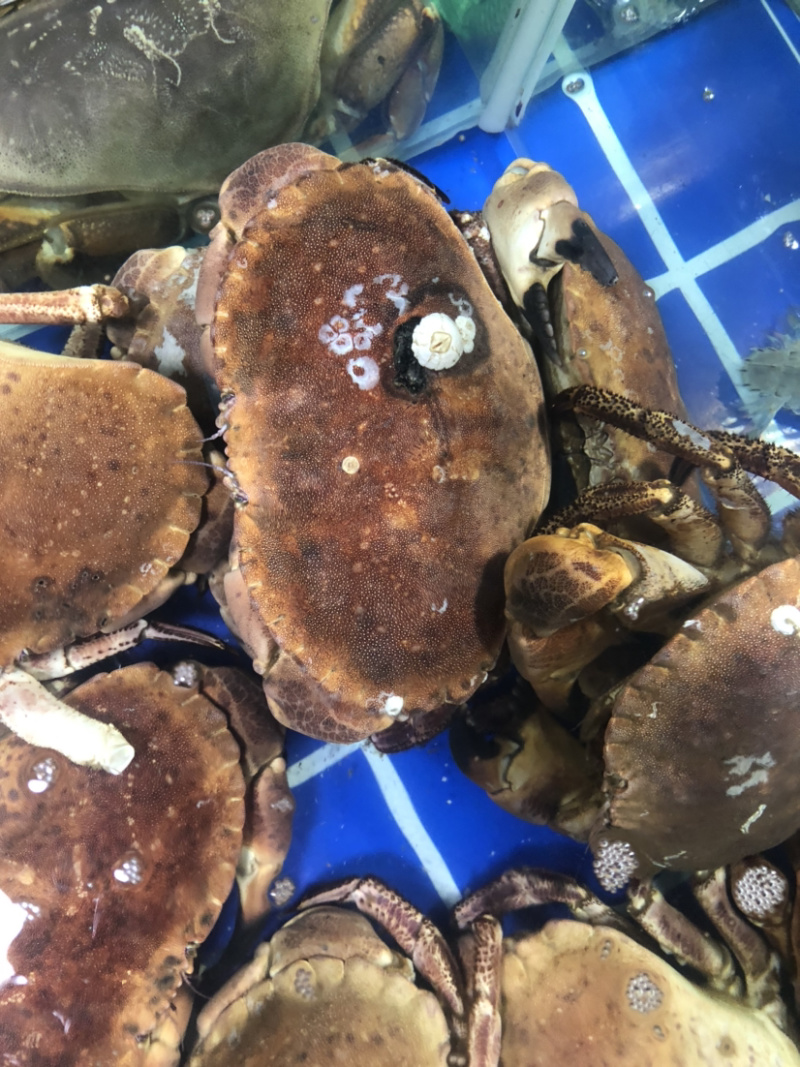 鲜活面包蟹、珍宝蟹，大螃蟹，肉蟹，鲜美可口
