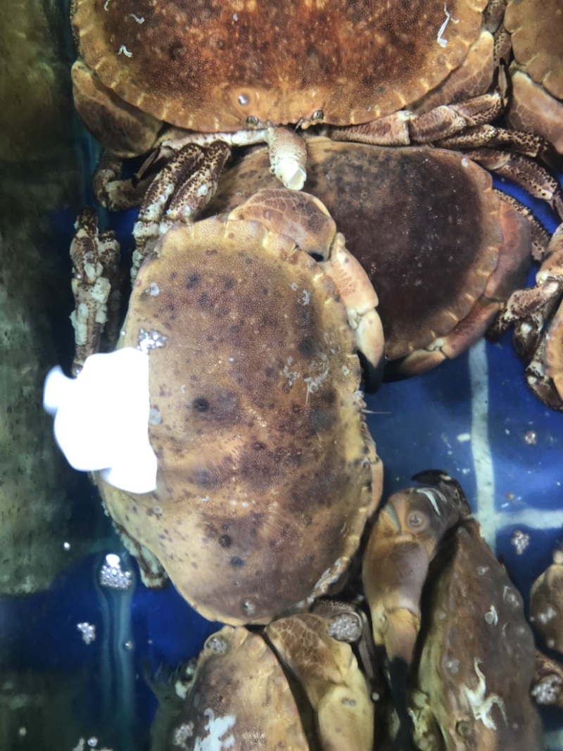 鲜活面包蟹、珍宝蟹，大螃蟹，肉蟹，鲜美可口