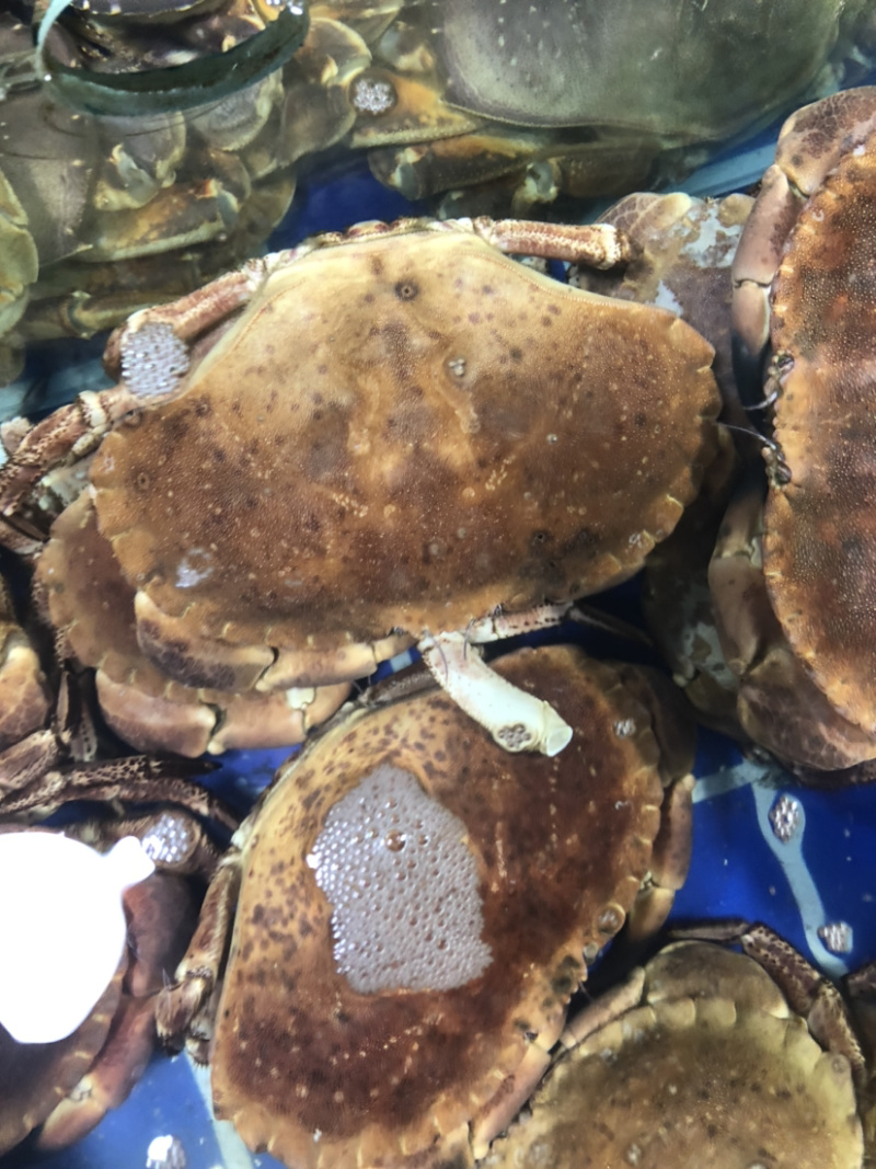 鲜活面包蟹、珍宝蟹，大螃蟹，肉蟹，鲜美可口