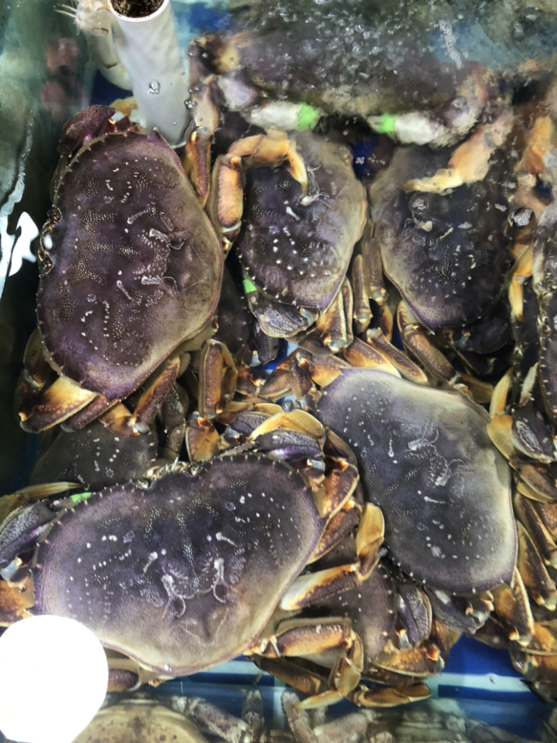 鲜活面包蟹、珍宝蟹，大螃蟹，肉蟹，鲜美可口