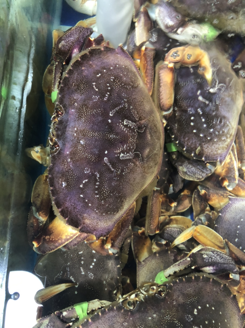 鲜活面包蟹、珍宝蟹，大螃蟹，肉蟹，鲜美可口