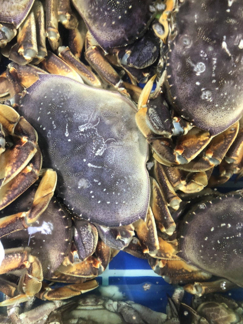 鲜活面包蟹、珍宝蟹，大螃蟹，肉蟹，鲜美可口