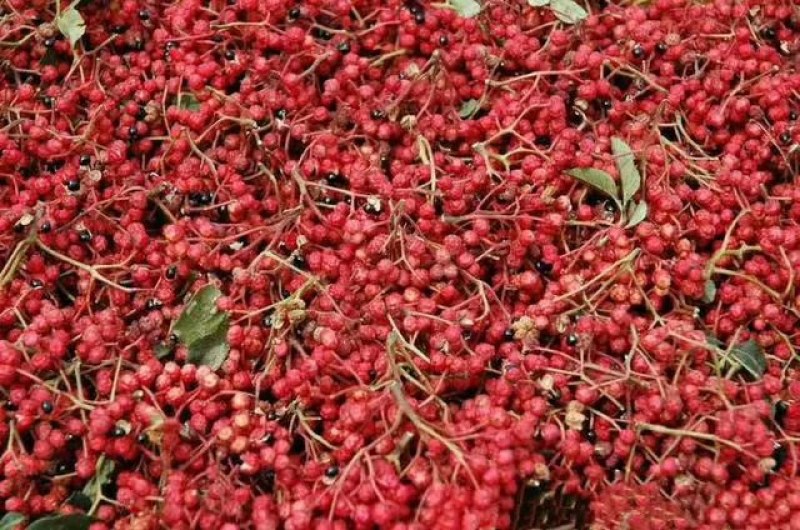 甘肃陇南武都大红袍花椒特级食用花椒伏椒粒500g，