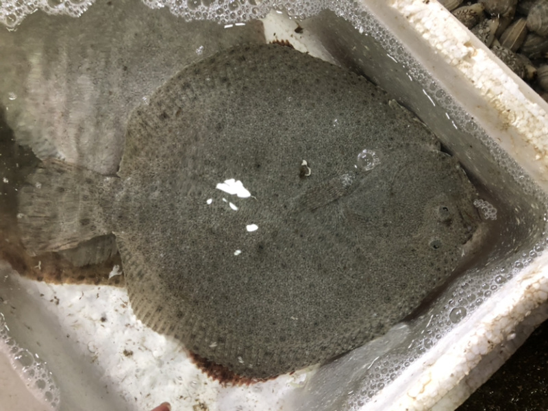 多宝鱼、比目鱼，一斤多，偏口鱼，鲜肥味美肉肥刺少