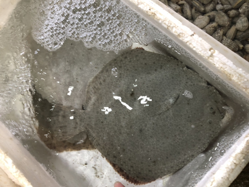多宝鱼、比目鱼，一斤多，偏口鱼，鲜肥味美肉肥刺少
