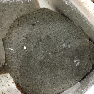 多宝鱼、比目鱼，一斤多，偏口鱼，鲜肥味美肉肥刺少