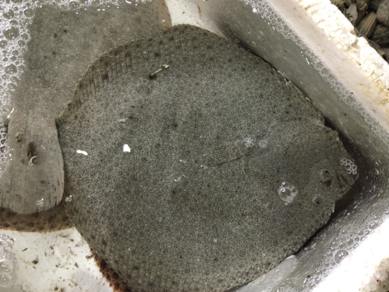 多宝鱼、比目鱼，一斤多，偏口鱼，鲜肥味美肉肥刺少
