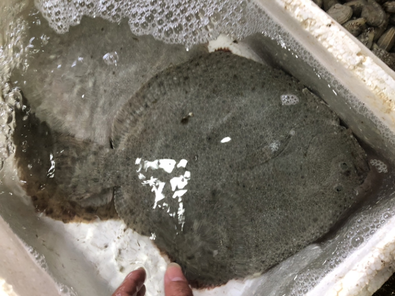 多宝鱼、比目鱼，一斤多，偏口鱼，鲜肥味美肉肥刺少